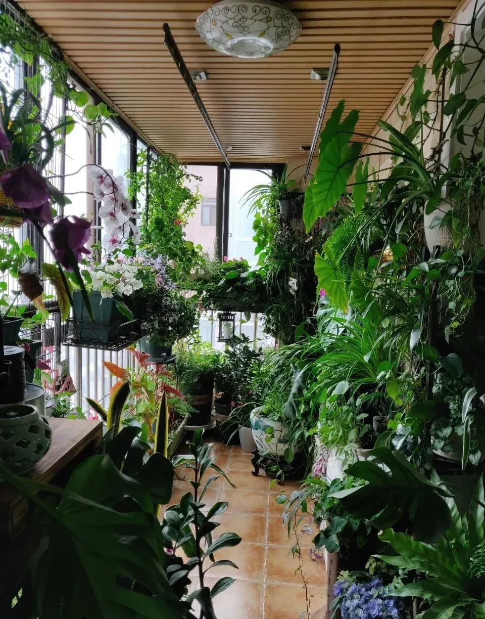 Người xưa dặn: "4 loại cây cảnh không vào ban công, gia đình vô tai vô bệnh, Thần Tài ghé thăm"  - Ảnh 5.