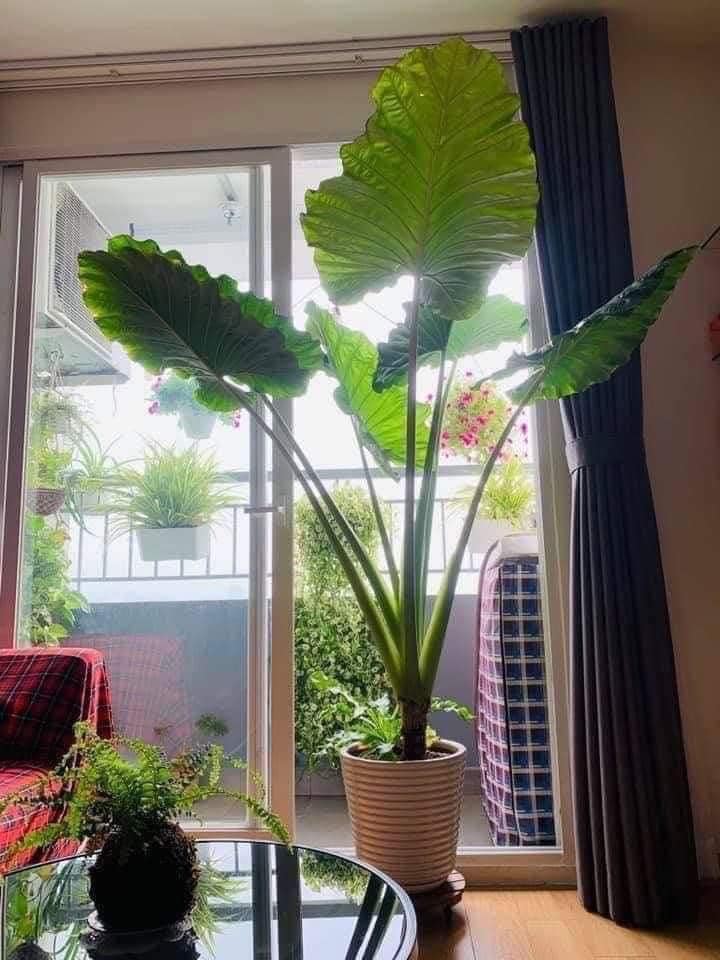 Người xưa dặn: "4 loại cây cảnh không vào ban công, gia đình vô tai vô bệnh, Thần Tài ghé thăm"  - Ảnh 3.