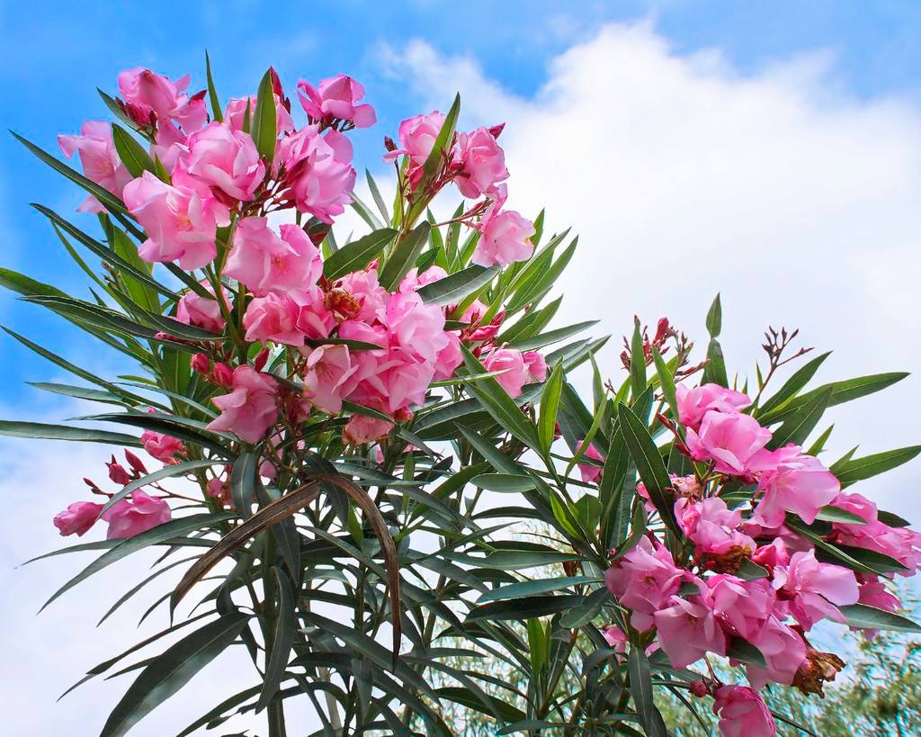 Người xưa dặn: "4 loại cây cảnh không vào ban công, gia đình vô tai vô bệnh, Thần Tài ghé thăm"  - Ảnh 7.