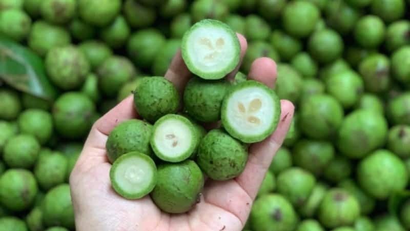 Loại quả “đặc sản mùa hè”, là vị thuốc hay, đem dầm mắm ớt tỏi thành món siêu ngon - Ảnh 1.