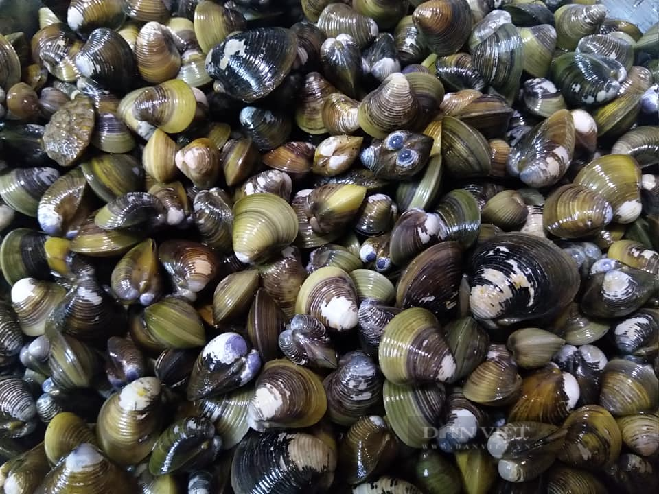 Loại động vật thân mềm là vị thuốc cường dương và tốt cho tim mạch, đem nấu cháo ăn vừa ngon vừa bổ - Ảnh 1.