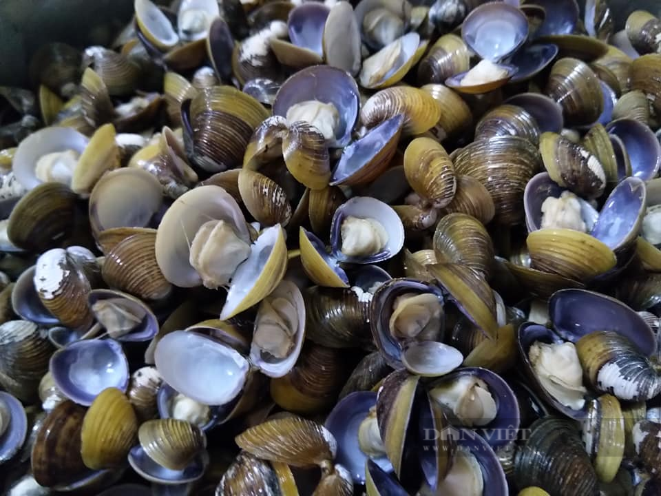 Loại động vật thân mềm là vị thuốc cường dương và tốt cho tim mạch, đem nấu cháo ăn vừa ngon vừa bổ - Ảnh 2.