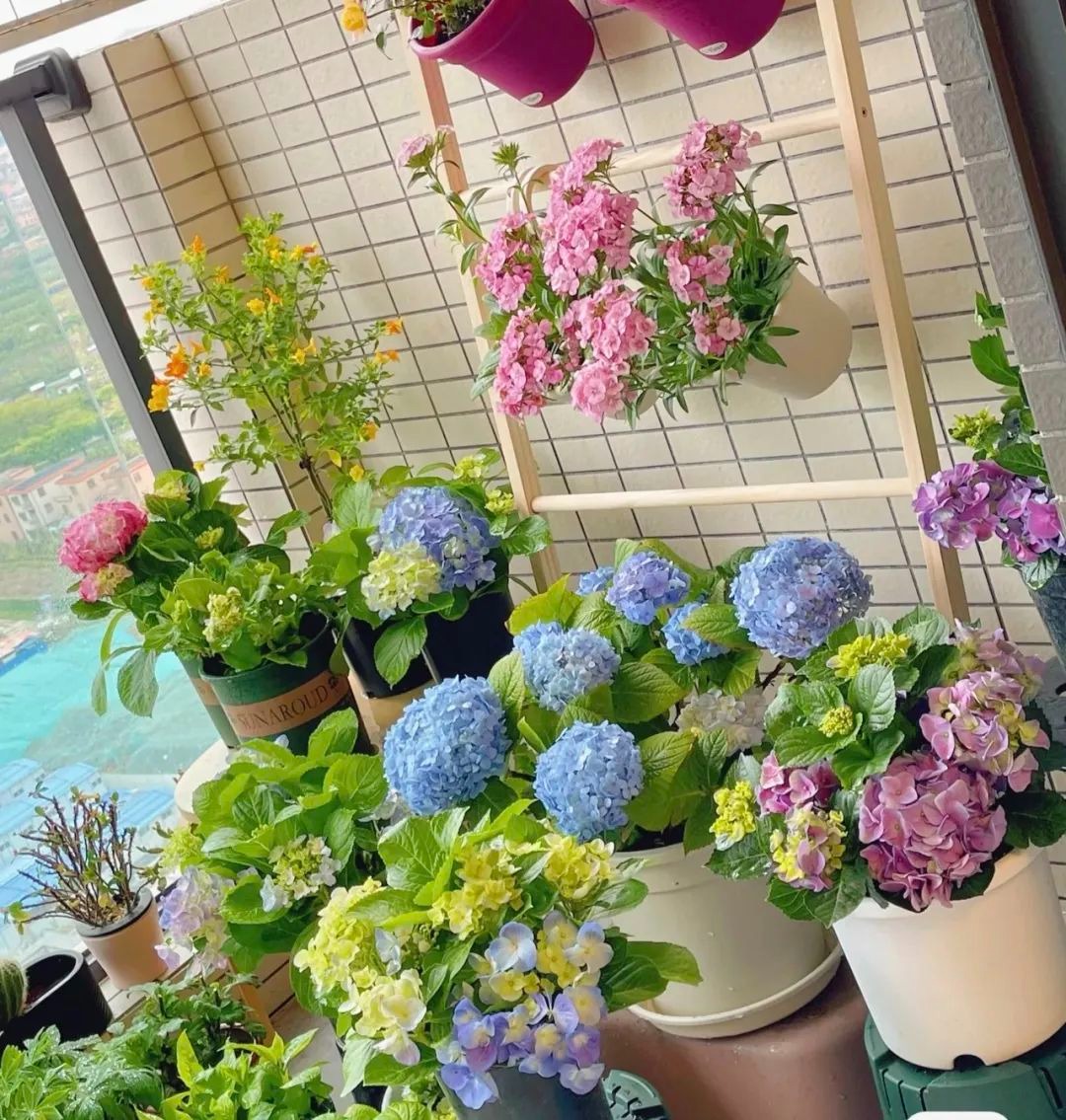 5 cây cảnh thích uống "nước trời", 1 nước bằng 10 phân, phô bày lá xanh, hoa thắm  - Ảnh 7.