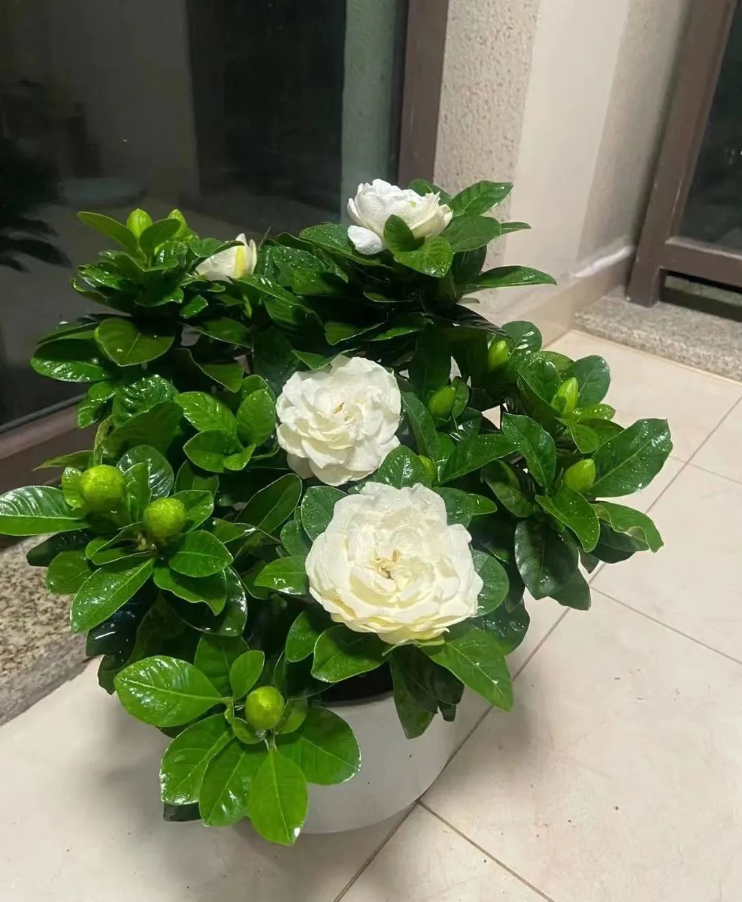 5 cây cảnh thích uống "nước trời", 1 nước bằng 10 phân, phô bày lá xanh, hoa thắm  - Ảnh 3.