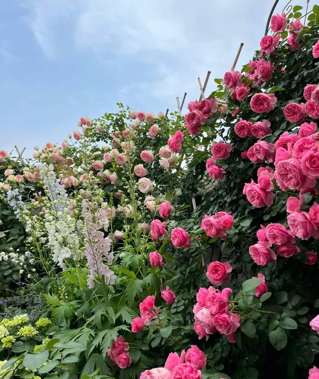 5 cây cảnh thích uống "nước trời", 1 nước bằng 10 phân, phô bày lá xanh, hoa thắm  - Ảnh 5.