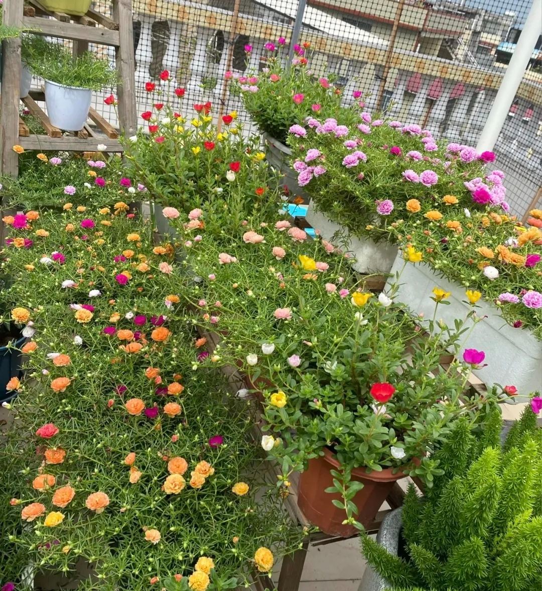 5 cây cảnh thích uống "nước trời", 1 nước bằng 10 phân, phô bày lá xanh, hoa thắm  - Ảnh 6.