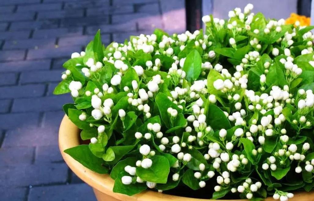 5 cây cảnh thích uống "nước trời", 1 nước bằng 10 phân, phô bày lá xanh, hoa thắm  - Ảnh 4.