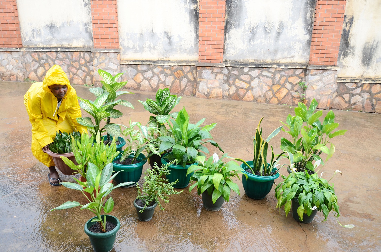 5 cây cảnh thích uống "nước trời", 1 nước bằng 10 phân, phô bày lá xanh, hoa thắm  - Ảnh 1.