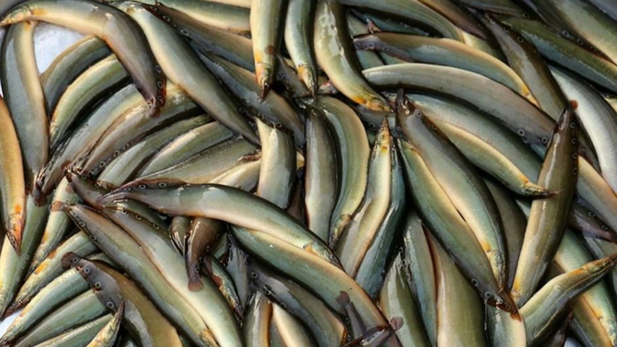 Thuộc họ nhà "lươn" đem nấu với thứ quả "non xanh chín vàng" thành món ăn vừa ngon vừa bổ dưỡng - Ảnh 1.