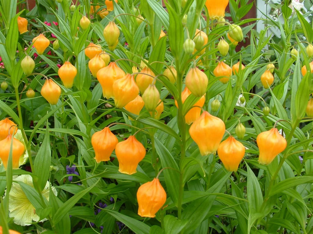 5 cây cảnh "kết hoa, treo đèn", nở quanh năm, cả nhà sáng bừng rực rỡ, lúc nào cũng vui tươi như Tết - Ảnh 8.