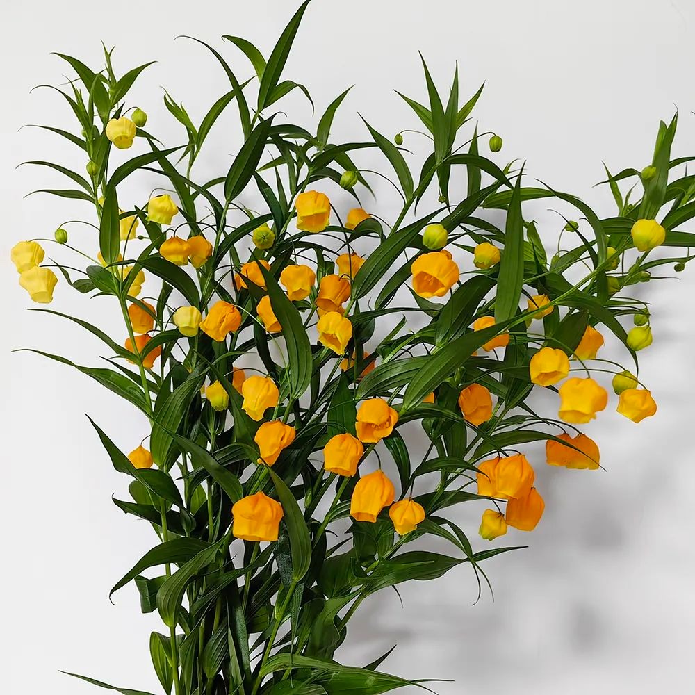 5 cây cảnh "kết hoa, treo đèn", nở quanh năm, cả nhà sáng bừng rực rỡ, lúc nào cũng vui tươi như Tết - Ảnh 9.