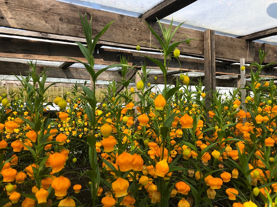 5 cây cảnh "kết hoa, treo đèn", nở quanh năm, cả nhà sáng bừng rực rỡ, lúc nào cũng vui tươi như Tết - Ảnh 7.