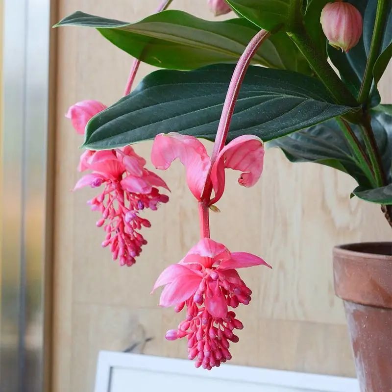 5 cây cảnh "kết hoa, treo đèn", nở quanh năm, cả nhà sáng bừng rực rỡ, lúc nào cũng vui tươi như Tết - Ảnh 10.