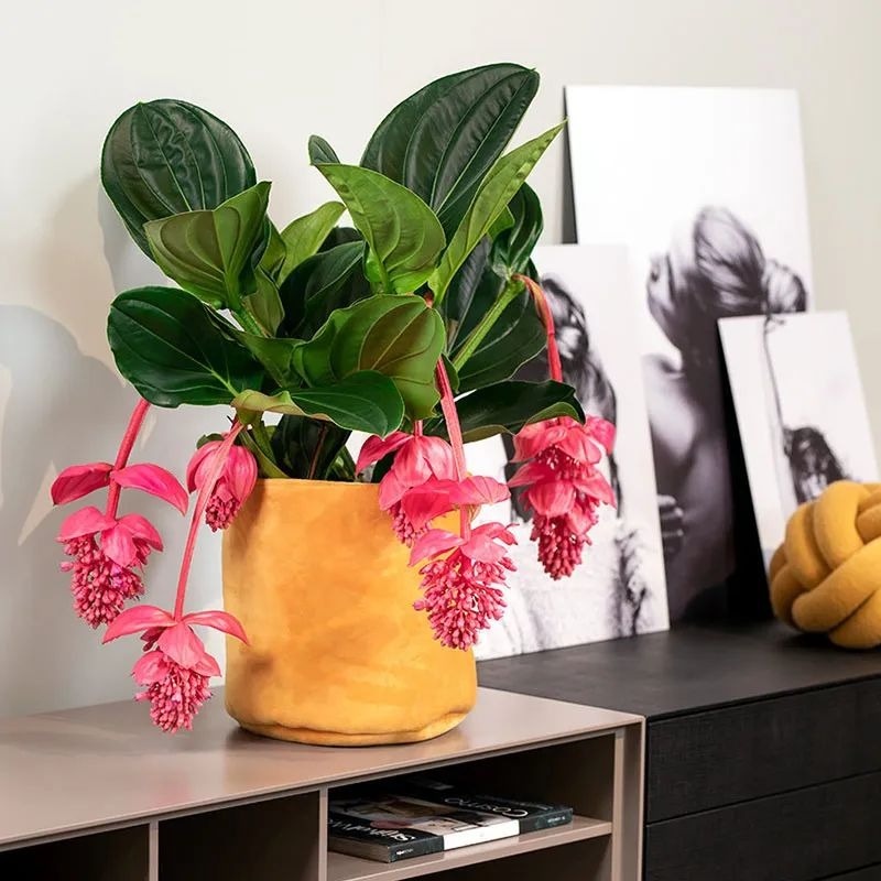 5 cây cảnh "kết hoa, treo đèn", nở quanh năm, cả nhà sáng bừng rực rỡ, lúc nào cũng vui tươi như Tết - Ảnh 12.