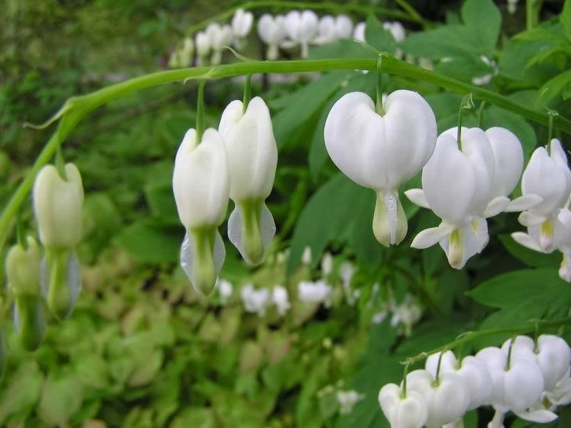 5 cây cảnh "kết hoa, treo đèn", nở quanh năm, cả nhà sáng bừng rực rỡ, lúc nào cũng vui tươi như Tết - Ảnh 15.