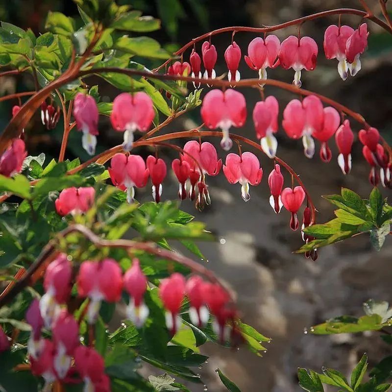 5 cây cảnh "kết hoa, treo đèn", nở quanh năm, cả nhà sáng bừng rực rỡ, lúc nào cũng vui tươi như Tết - Ảnh 14.