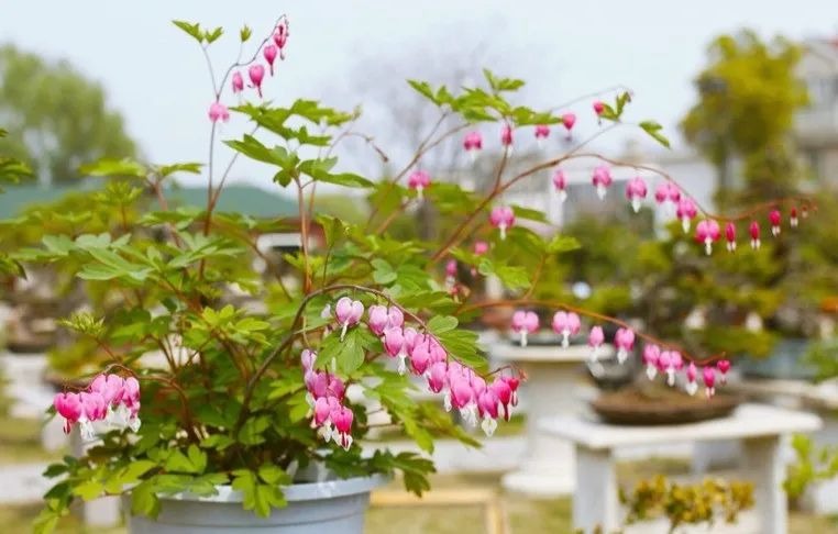 5 cây cảnh "kết hoa, treo đèn", nở quanh năm, cả nhà sáng bừng rực rỡ, lúc nào cũng vui tươi như Tết - Ảnh 13.