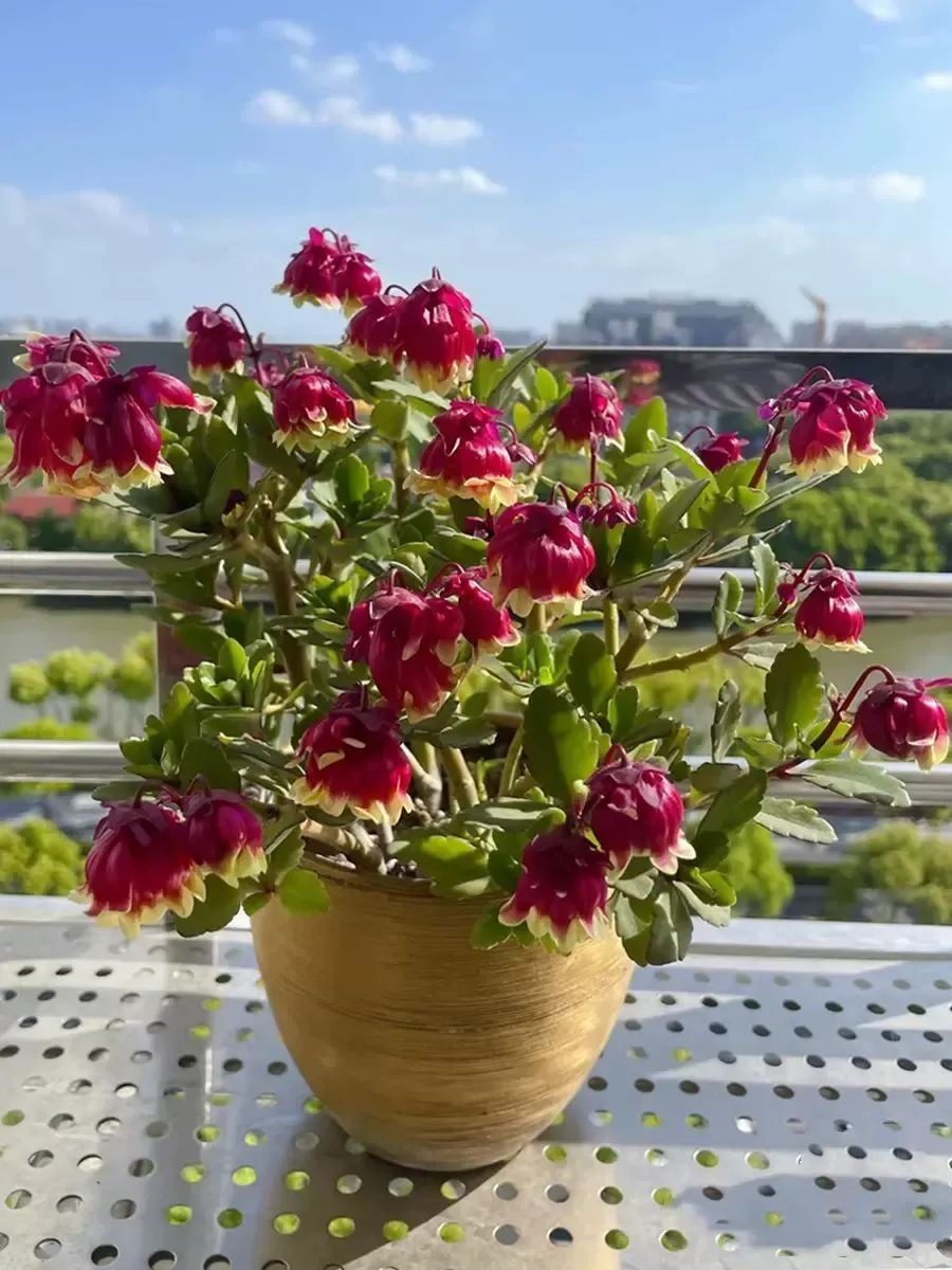 5 cây cảnh "kết hoa, treo đèn", nở quanh năm, cả nhà sáng bừng rực rỡ, lúc nào cũng vui tươi như Tết - Ảnh 5.