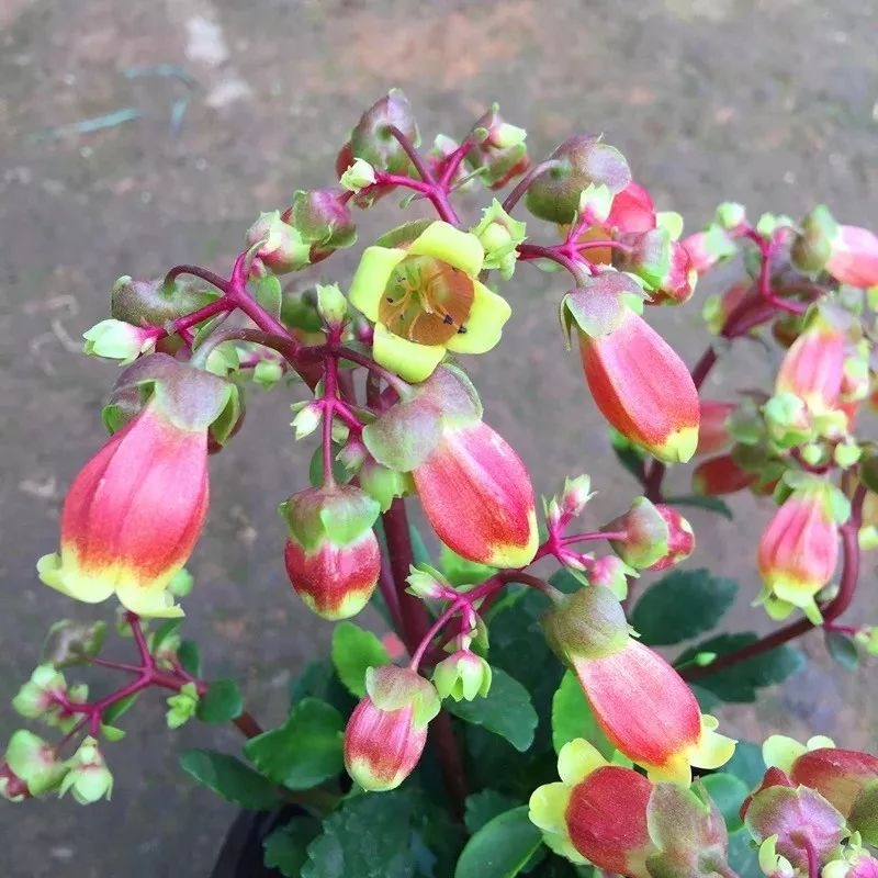 5 cây cảnh "kết hoa, treo đèn", nở quanh năm, cả nhà sáng bừng rực rỡ, lúc nào cũng vui tươi như Tết - Ảnh 6.