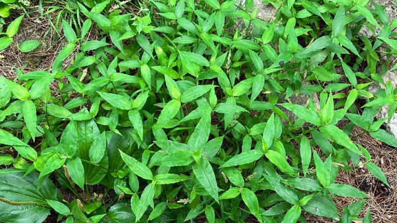 Loại cỏ dại mọc tua tủa sau mưa không ngờ là rau quý, nấu chung với con này rất ngon, không biết ăn quá tiếc - Ảnh 2.