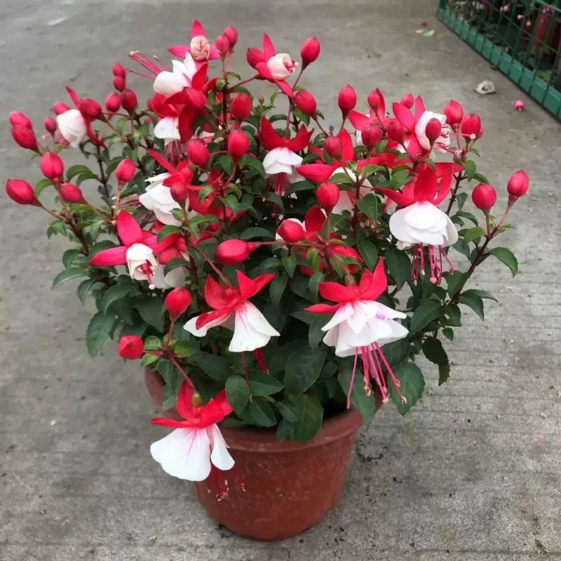 5 cây cảnh "kết hoa, treo đèn", nở quanh năm, cả nhà sáng bừng rực rỡ, lúc nào cũng vui tươi như Tết - Ảnh 2.