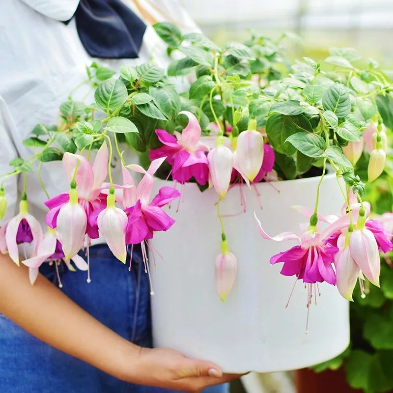 5 cây cảnh "kết hoa, treo đèn", nở quanh năm, cả nhà sáng bừng rực rỡ, lúc nào cũng vui tươi như Tết - Ảnh 1.