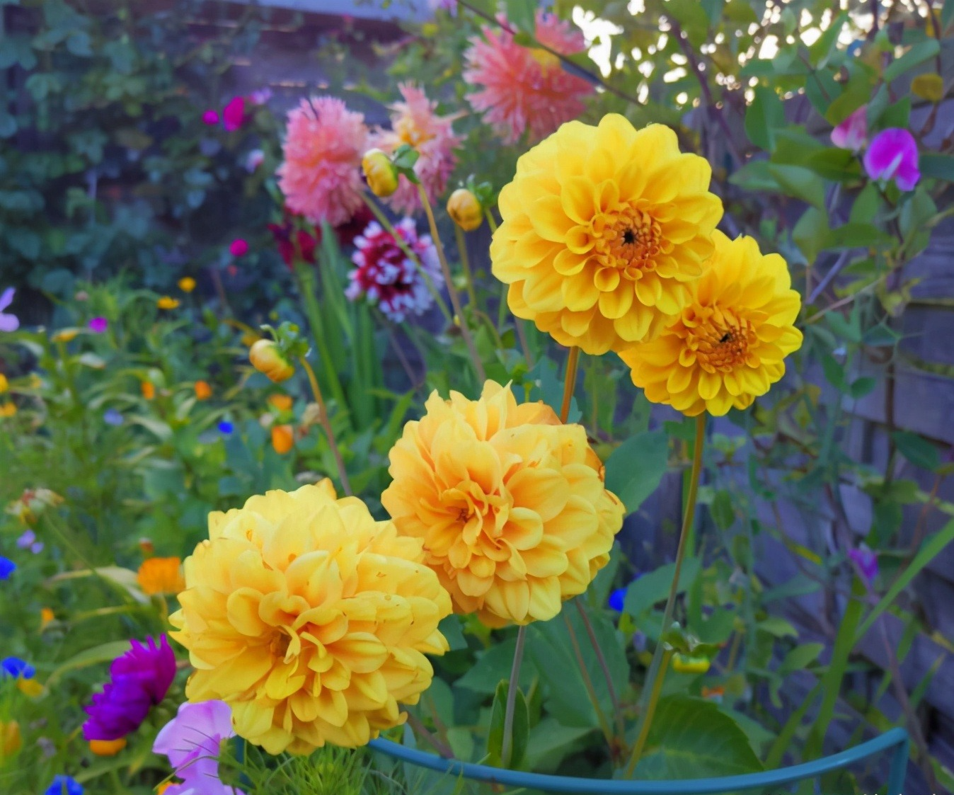 Người xưa nói: "Trước cửa trồng 4 cây cảnh, phú quý sung túc vào nhà, hoa cười người vui" - Ảnh 2.