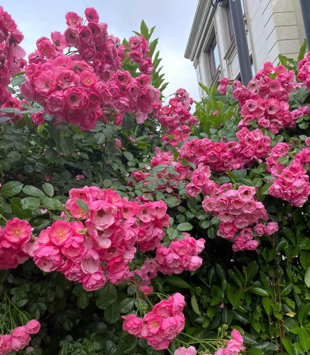 Người xưa nói: "Trước cửa trồng 4 cây cảnh, phú quý sung túc vào nhà, hoa cười người vui" - Ảnh 13.