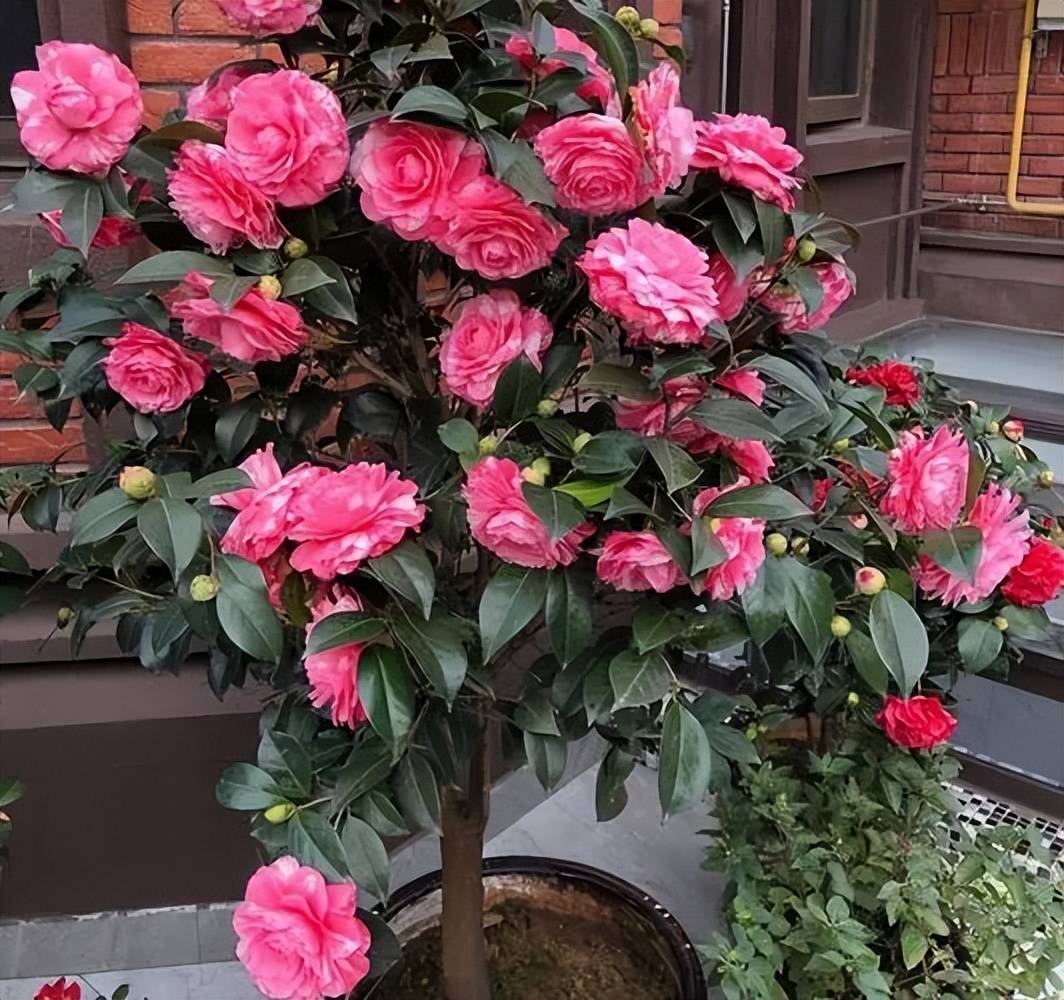 Người xưa nói: "Trước cửa trồng 4 cây cảnh, phú quý sung túc vào nhà, hoa cười người vui" - Ảnh 10.