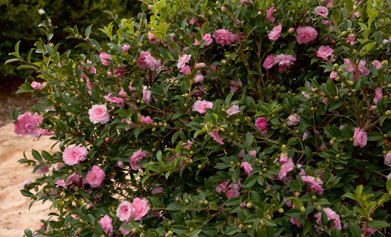 Người xưa nói: "Trước cửa trồng 4 cây cảnh, phú quý sung túc vào nhà, hoa cười người vui" - Ảnh 12.