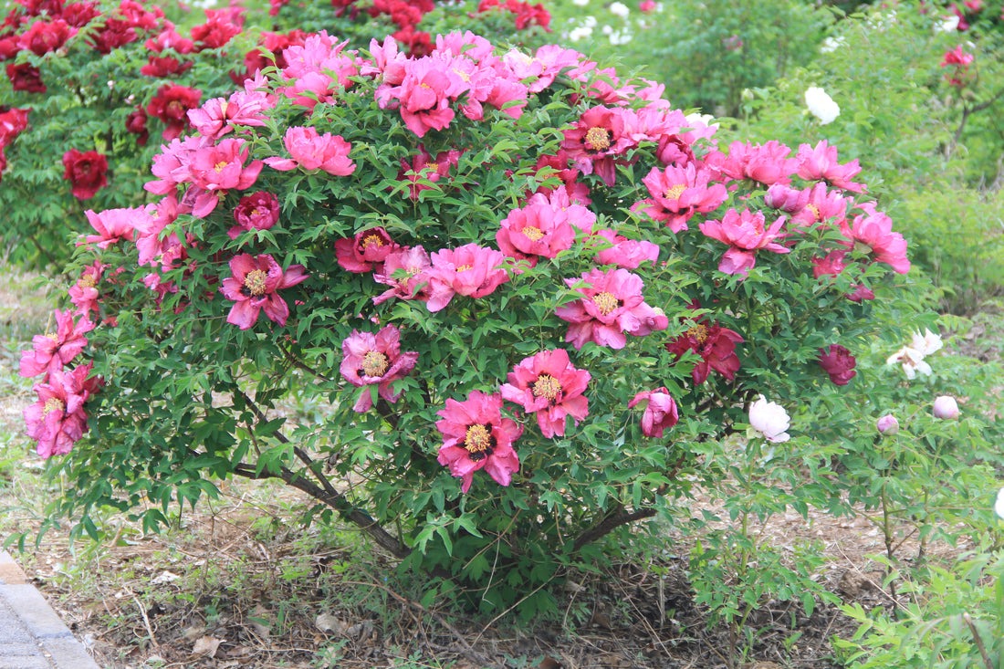 Người xưa nói: "Trước cửa trồng 4 cây cảnh, phú quý sung túc vào nhà, hoa cười người vui" - Ảnh 8.