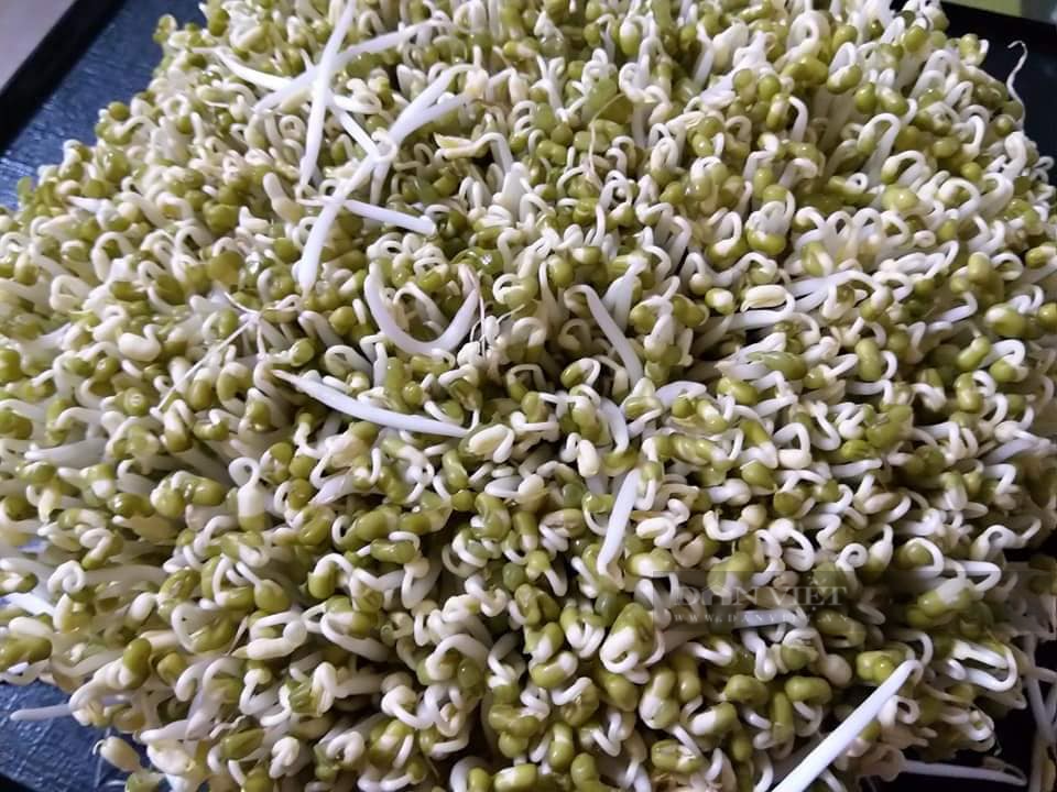 Loại rau mầm giúp cải thiện sinh lý cho đàn ông, ai cũng có thể tự trồng tại nhà theo cách này - Ảnh 8.