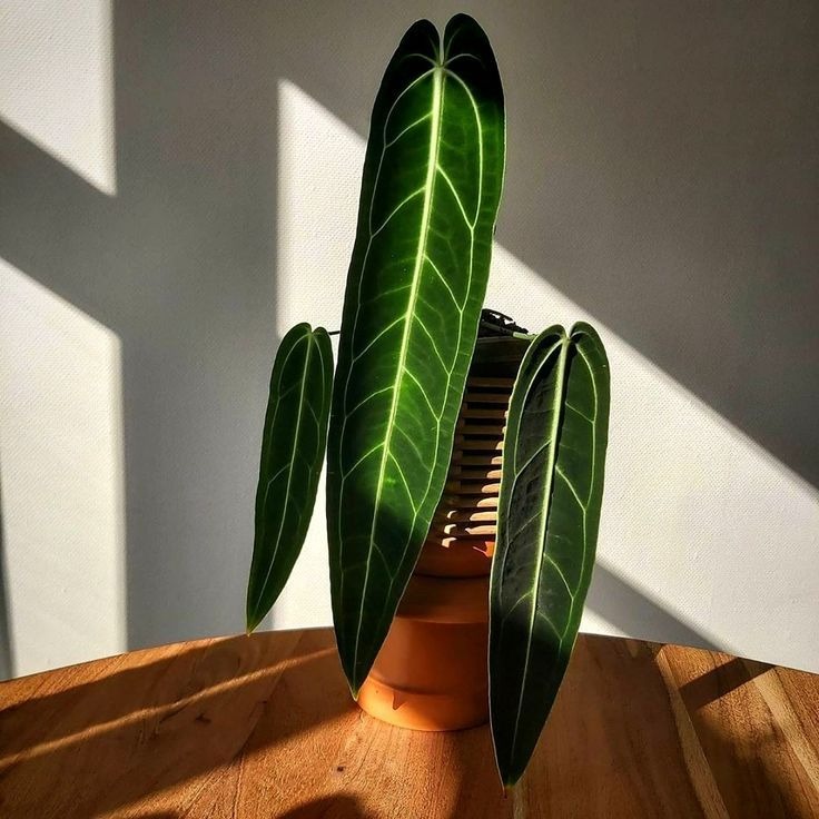 6 loại cây cảnh "Nữ hoàng" không đắt nhưng đều đẹp rực rỡ, sang chảnh, liếc mắt là mê - Ảnh 4.