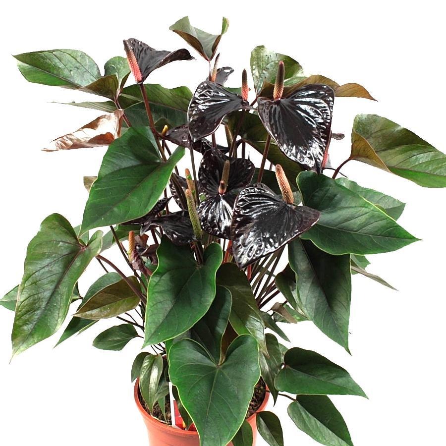 6 loại cây cảnh "Nữ hoàng" không đắt nhưng đều đẹp rực rỡ, sang chảnh, liếc mắt là mê - Ảnh 6.