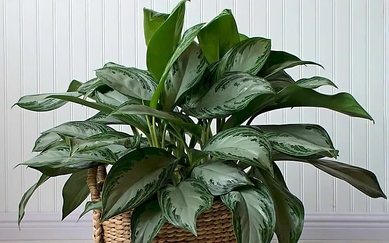 6 loại cây cảnh "Nữ hoàng" không đắt nhưng đều đẹp rực rỡ, sang chảnh, liếc mắt là mê - Ảnh 9.