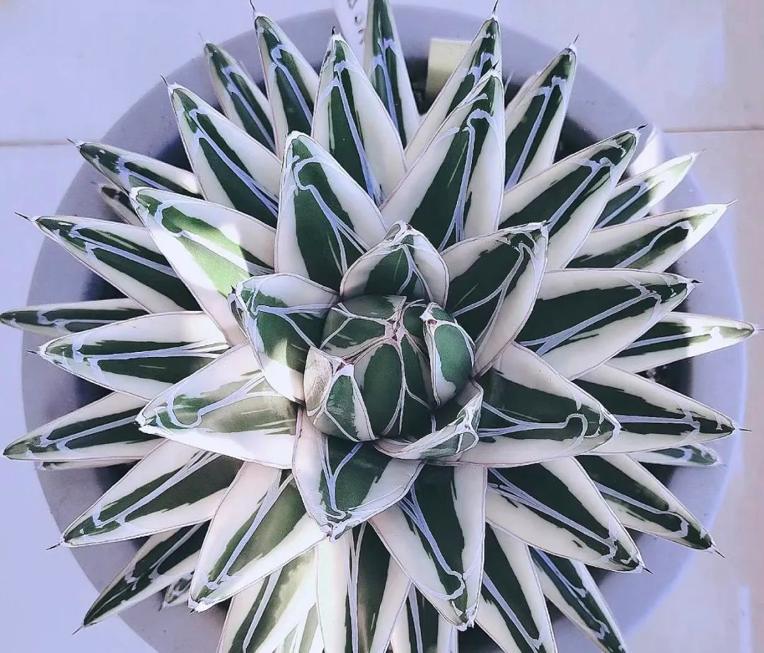 6 loại cây cảnh "Nữ hoàng" không đắt nhưng đều đẹp rực rỡ, sang chảnh, liếc mắt là mê - Ảnh 7.