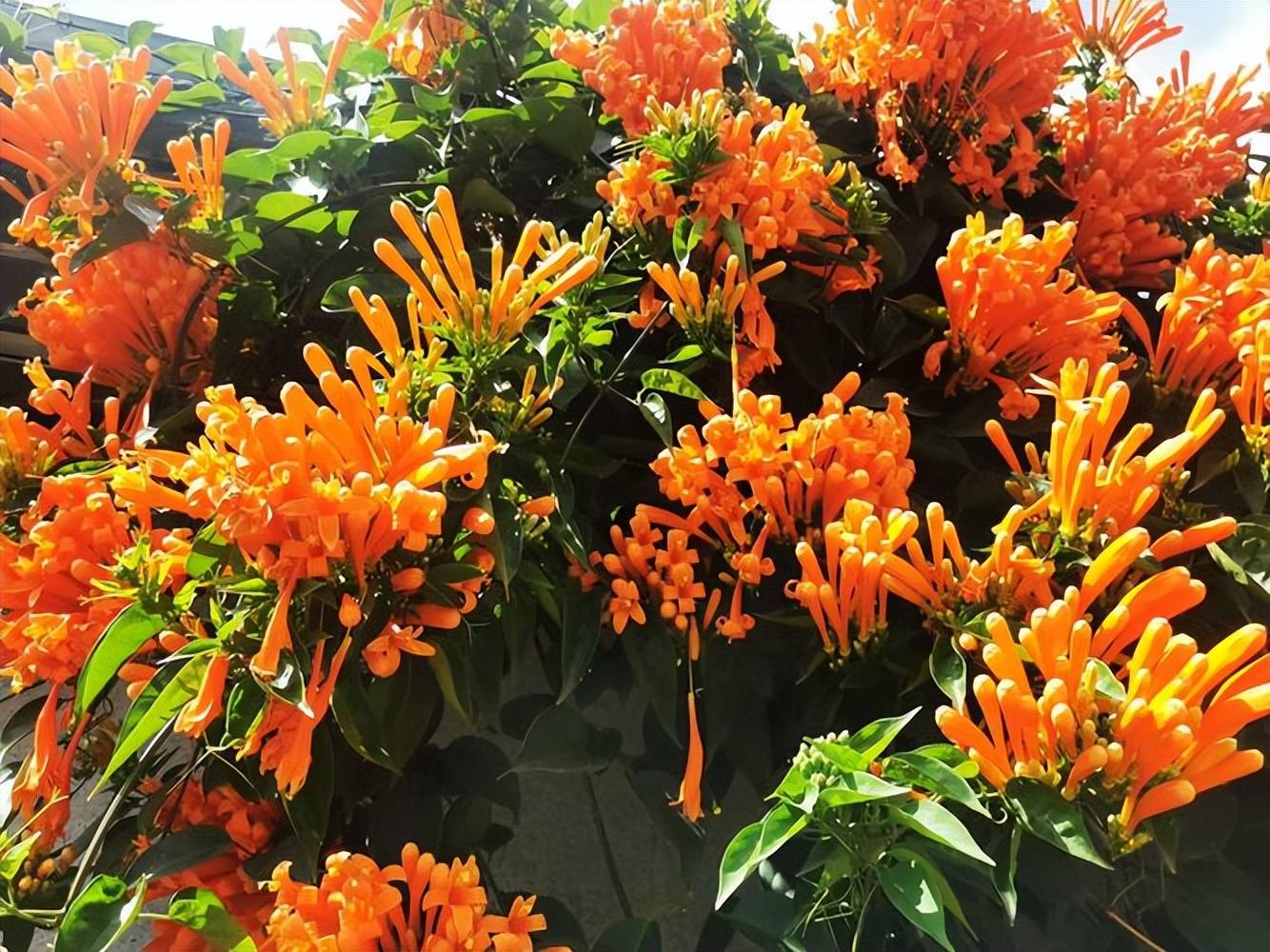 4 cây cảnh dây leo tựa "máy nở hoa", dễ dàng bùng nở cả nghìn bông, lớn nhanh như thổi lại không bị sâu bệnh - Ảnh 4.