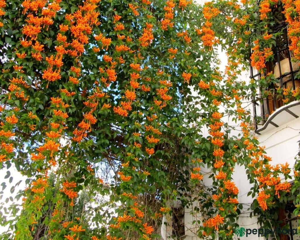 4 cây cảnh dây leo tựa "máy nở hoa", dễ dàng bùng nở cả nghìn bông, lớn nhanh như thổi lại không bị sâu bệnh - Ảnh 6.