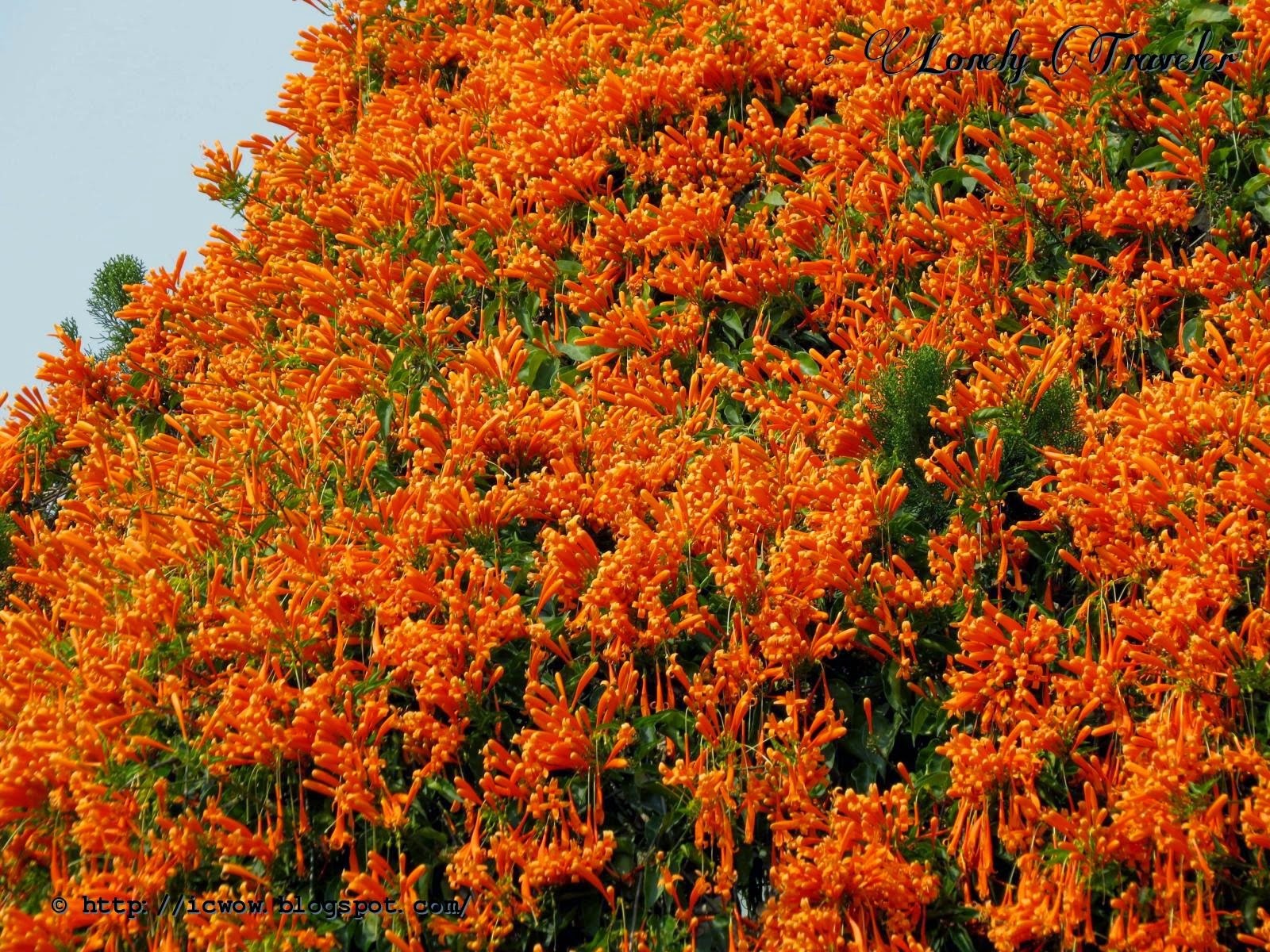 4 cây cảnh dây leo tựa "máy nở hoa", dễ dàng bùng nở cả nghìn bông, lớn nhanh như thổi lại không bị sâu bệnh - Ảnh 7.