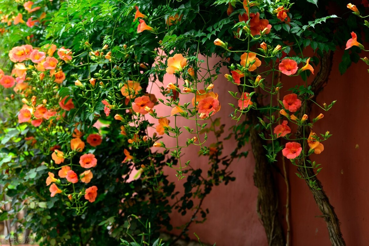 4 cây cảnh dây leo tựa "máy nở hoa", dễ dàng bùng nở cả nghìn bông, lớn nhanh như thổi lại không bị sâu bệnh - Ảnh 1.