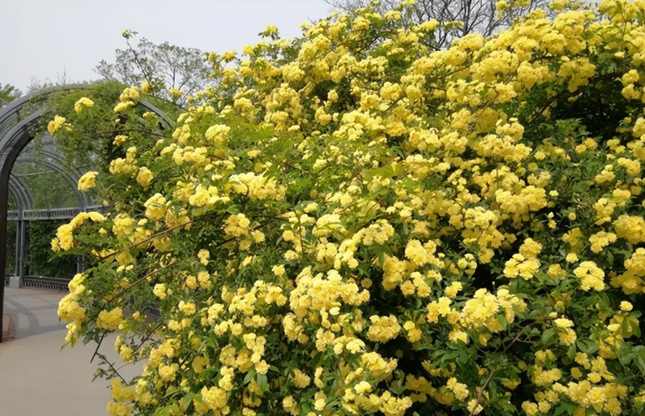 4 cây cảnh dây leo tựa "máy nở hoa", dễ dàng bùng nở cả nghìn bông, lớn nhanh như thổi lại không bị sâu bệnh - Ảnh 8.