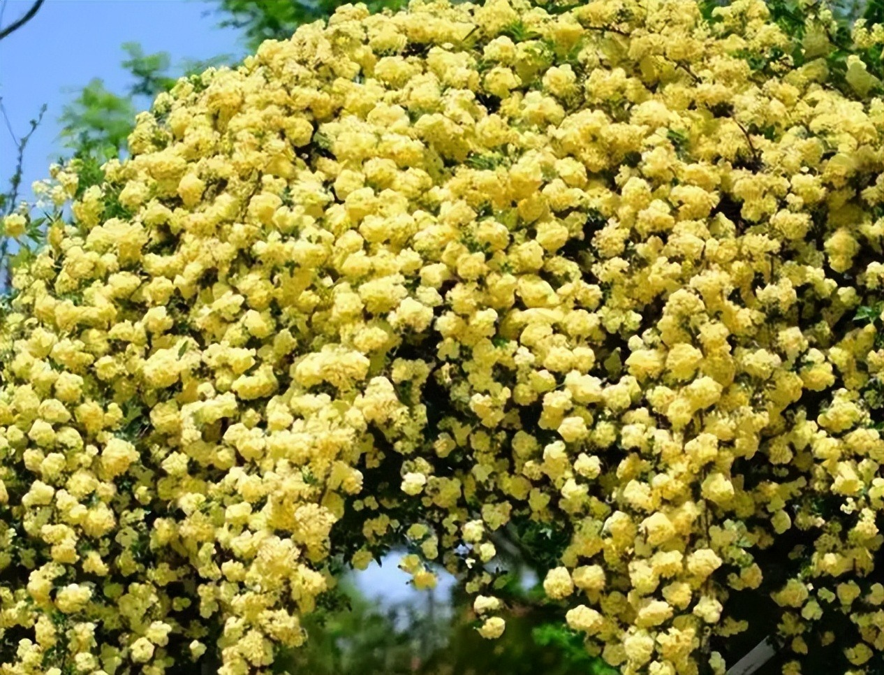 4 cây cảnh dây leo tựa "máy nở hoa", dễ dàng bùng nở cả nghìn bông, lớn nhanh như thổi lại không bị sâu bệnh - Ảnh 9.