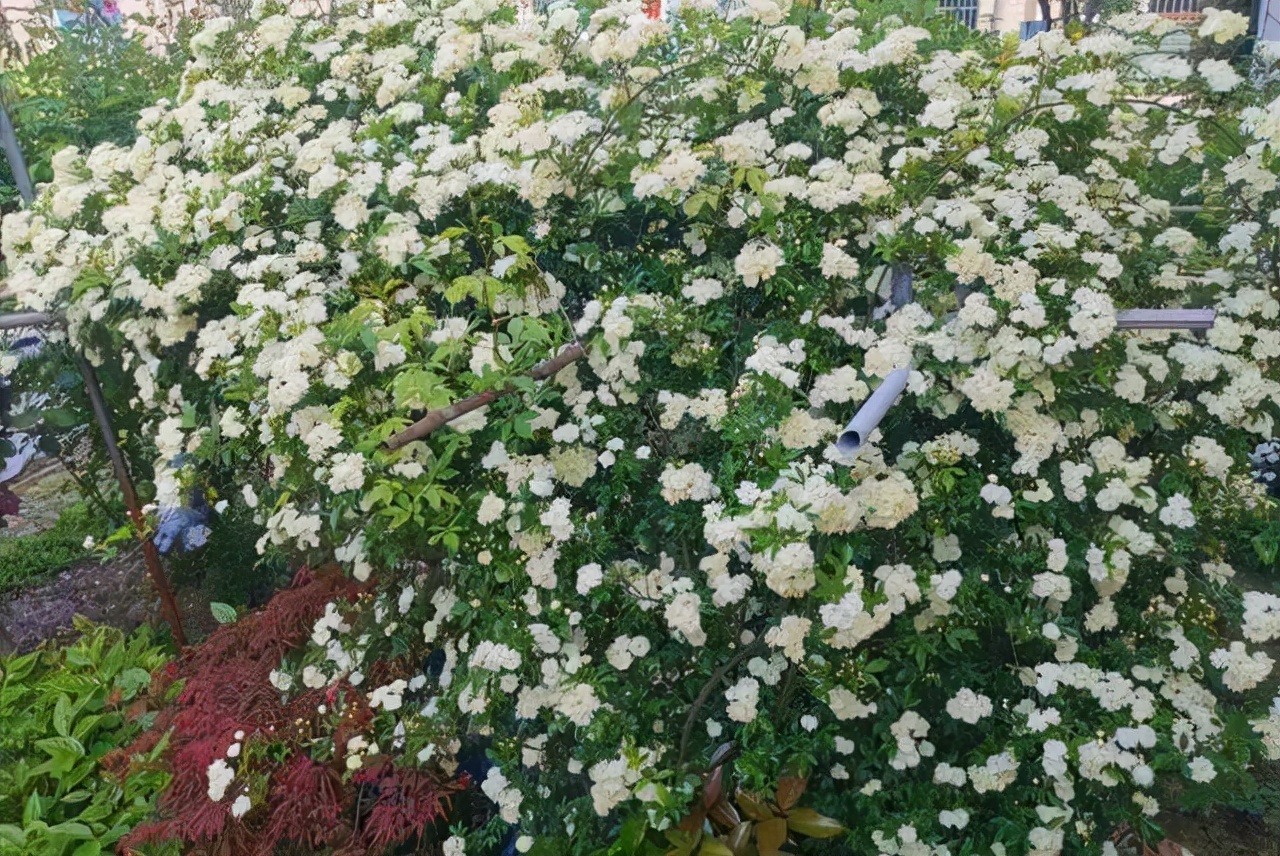 4 cây cảnh dây leo tựa "máy nở hoa", dễ dàng bùng nở cả nghìn bông, lớn nhanh như thổi lại không bị sâu bệnh - Ảnh 10.