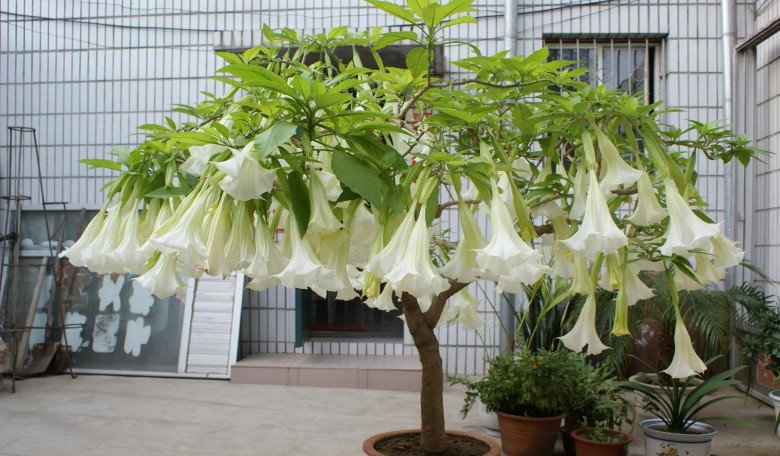 4 loại hoa “địa ngục” đẹp mấy cũng đừng trồng trong nhà, cẩn thận gặp xui xẻo, tiền tài thất thoát - Ảnh 2. 4 loại hoa “địa ngục” đẹp mấy cũng đừng trồng trong nhà, cẩn thận gặp xui xẻo, tiền tài thất thoát - Ảnh 2.