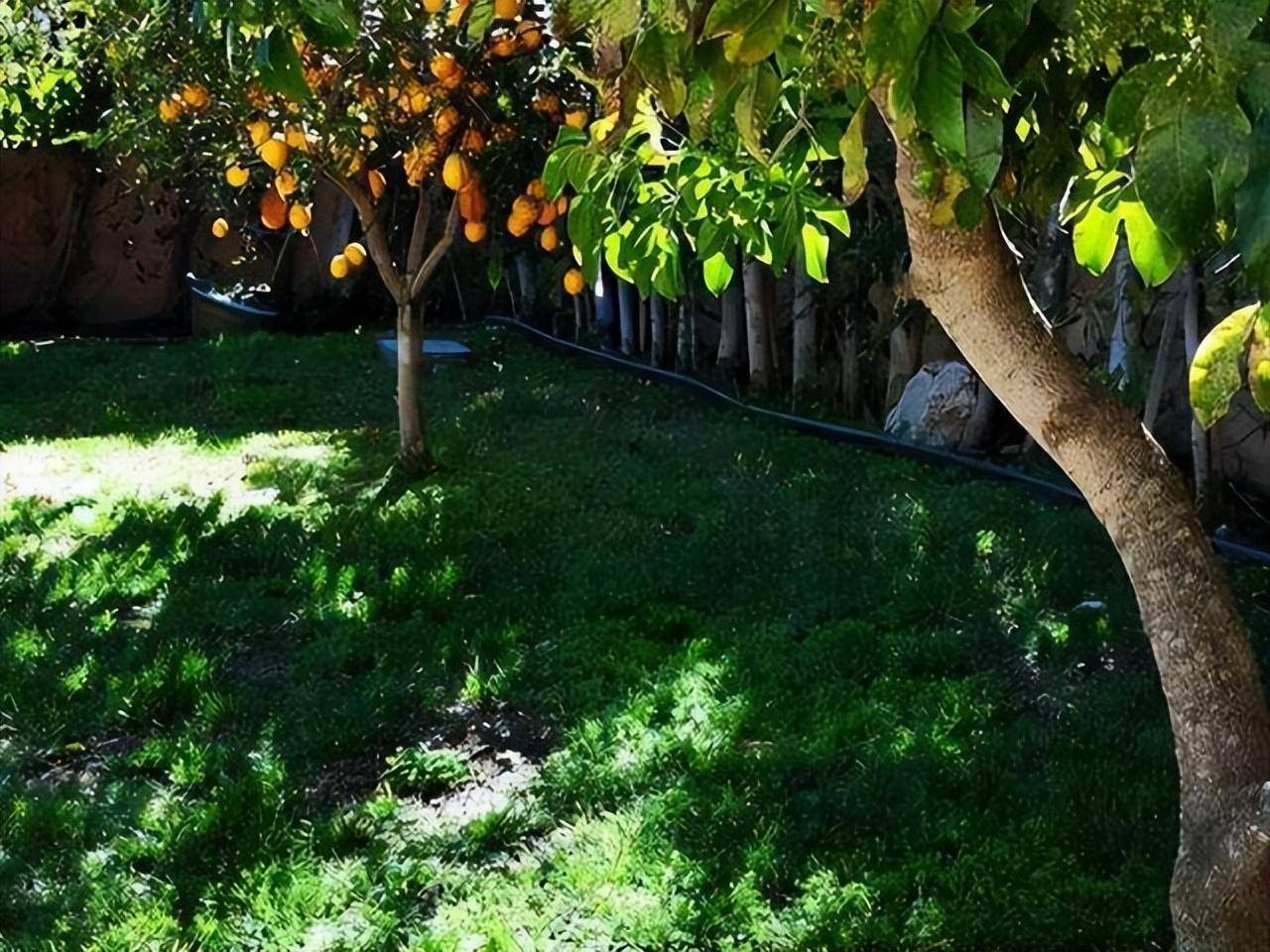 3 cây cảnh gợi nhớ "vườn nhà bà", hoa đẹp, dễ nuôi, mang lại phúc lộc, may mắn cho người thân - Ảnh 7.