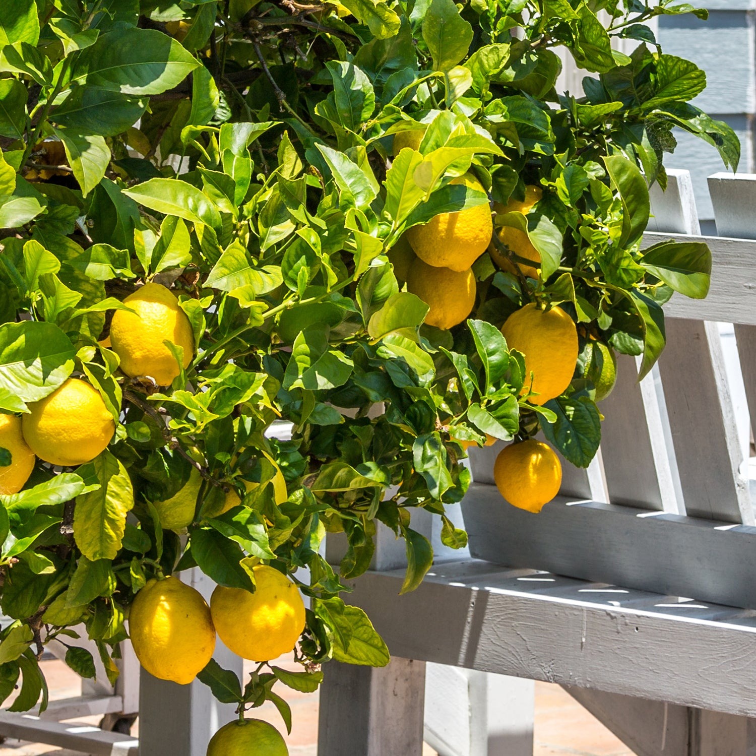 3 cây cảnh gợi nhớ "vườn nhà bà", hoa đẹp, dễ nuôi, mang lại phúc lộc, may mắn cho người thân - Ảnh 5.