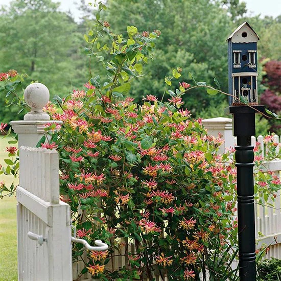 3 cây cảnh gợi nhớ "vườn nhà bà", hoa đẹp, dễ nuôi, mang lại phúc lộc, may mắn cho người thân - Ảnh 1.