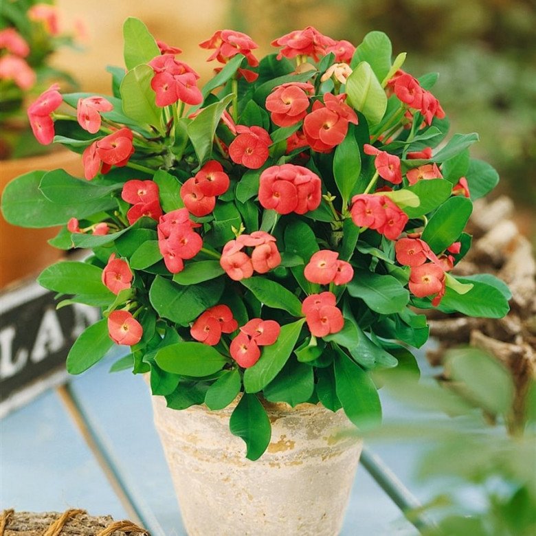 Những loại hoa nghe tên rất “hổ báo”, nhưng vừa hút tài lộc vừa xua tà khí, cực dễ chăm sóc - Ảnh 2. Những loại hoa nghe tên rất “hổ báo”, nhưng vừa hút tài lộc vừa xua tà khí, cực dễ chăm sóc - Ảnh 2.