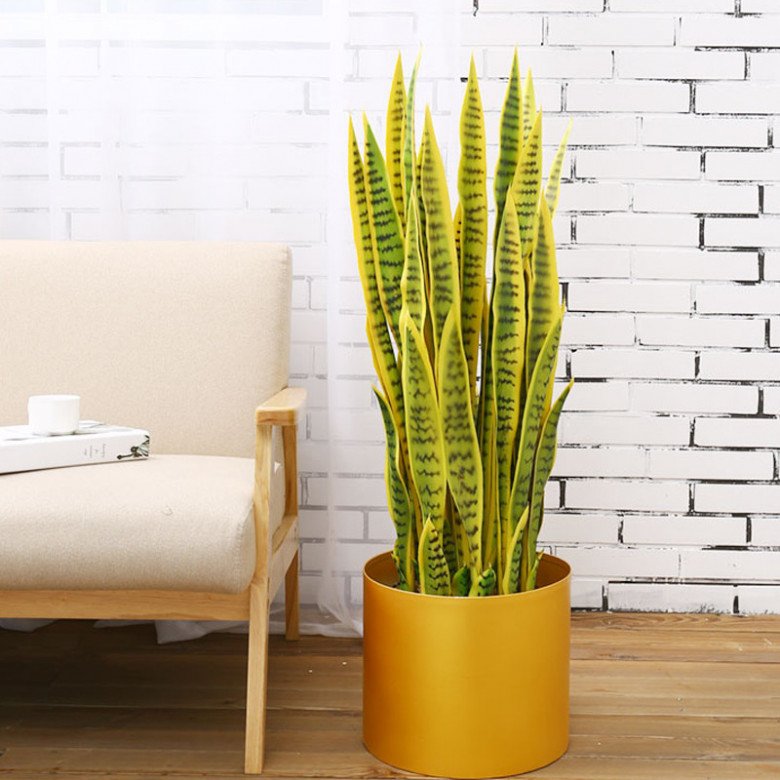 Những loại hoa nghe tên rất “hổ báo”, nhưng vừa hút tài lộc vừa xua tà khí, cực dễ chăm sóc - Ảnh 1. Những loại hoa nghe tên rất “hổ báo”, nhưng vừa hút tài lộc vừa xua tà khí, cực dễ chăm sóc - Ảnh 1.