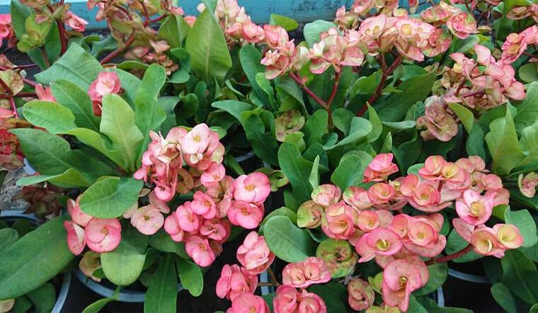 Những loại hoa nghe tên rất “hổ báo”, nhưng vừa hút tài lộc vừa xua tà khí, cực dễ chăm sóc - Ảnh 3. Những loại hoa nghe tên rất “hổ báo”, nhưng vừa hút tài lộc vừa xua tà khí, cực dễ chăm sóc - Ảnh 3.